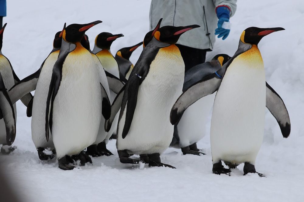 La marcia dei Pinguini allo Zoo di Asahikawa