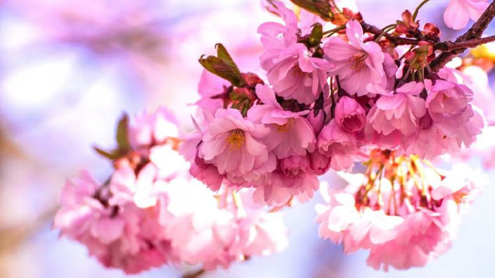 I giapponesi votano i luoghi migliori dove ammirare i ciliegi