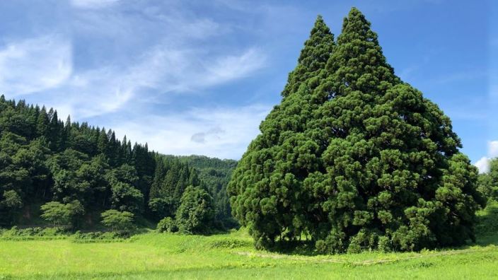 Scopriamo l'albero di Totoro: esiste ed è sacro in Giappone!
