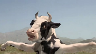 Cow Marriage Cow Marriage