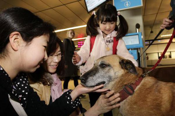 Terremoto Giappone - Cane disperso si riunisce con la sua padrona