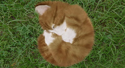 Aabs Animals