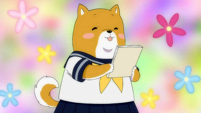 Shiba Inuko-san