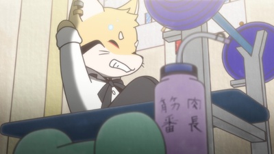 Raccoon Calcal Force