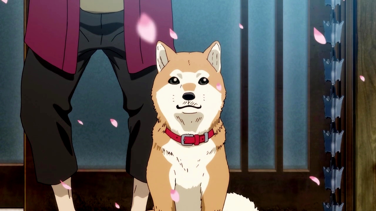 Shiba Nanasei