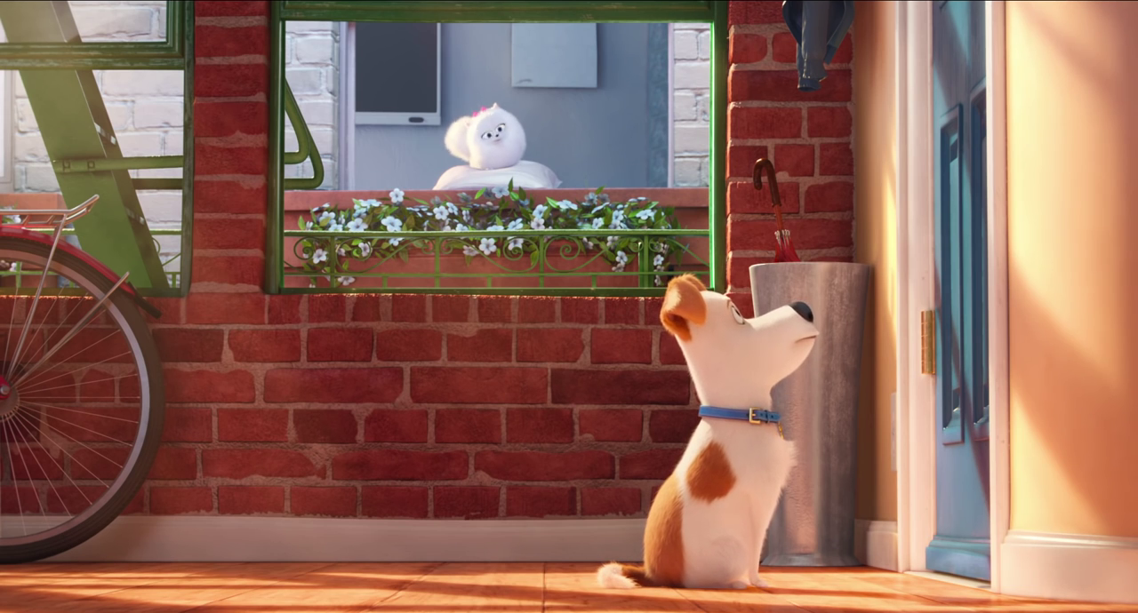 pets - vita da animali