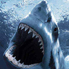 Charcharodon