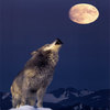 GrayWolf