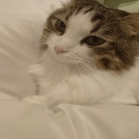 Pecorella