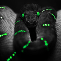 The_Snake_47