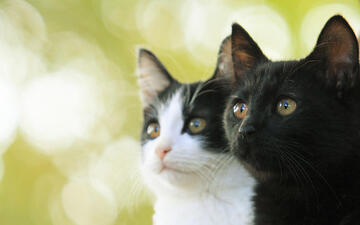 Cats Don't Come When You Call