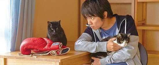 Cats Don't Come When You Call