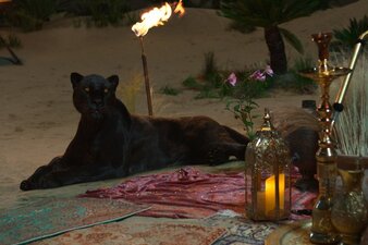 I desideri del genio