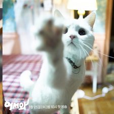 Meow, il Ragazzo Segreto