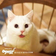 Meow, il Ragazzo Segreto