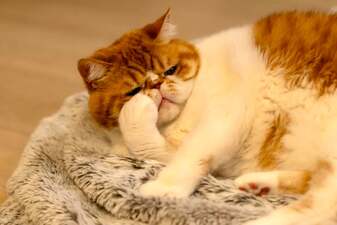 Motokare no Neko wo, Akarimashite