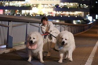 Muchaburi! Watashi ga Shachō ni Naru nante