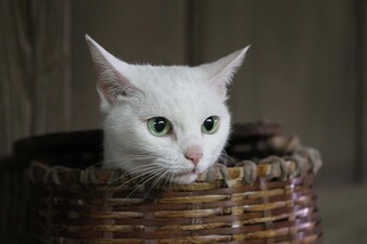 Samurai Cat