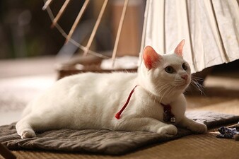 Samurai Cat