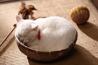 Samurai Cat