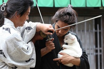 Samurai Cat