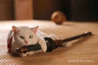 Samurai Cat