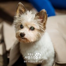 Un buon giorno per essere un cane
