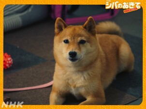 Shiba no Okite ~Warera Inu-Ika Editorial Department~