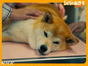 Shiba no Okite ~Warera Inu-Ika Editorial Department~