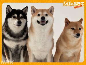 Shiba no Okite ~Warera Inu-Ika Editorial Department~