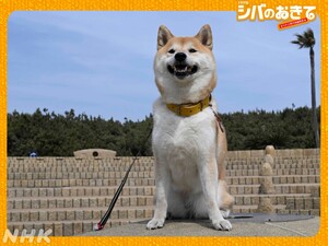 Shiba no Okite ~Warera Inu-Ika Editorial Department~