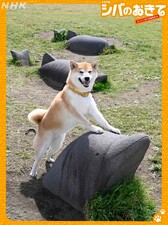 Shiba no Okite ~Warera Inu-Ika Editorial Department~