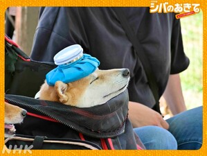 Shiba no Okite ~Warera Inu-Ika Editorial Department~