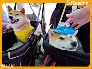 Shiba no Okite ~Warera Inu-Ika Editorial Department~