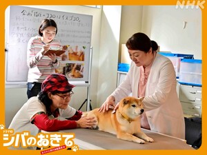 Shiba no Okite ~Warera Inu-Ika Editorial Department~