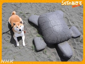 Shiba no Okite ~Warera Inu-Ika Editorial Department~