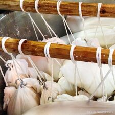 The Genealogy of Sake