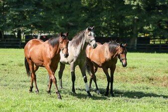 Le redini del destino