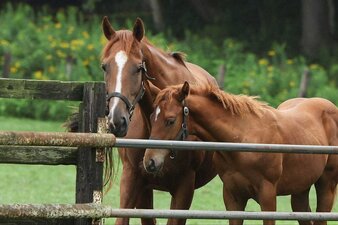 Le redini del destino