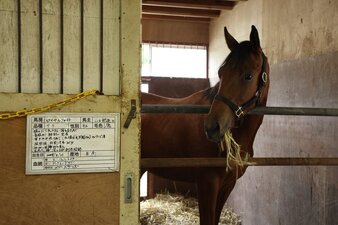 Le redini del destino