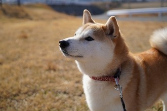 Tokyo Inu Love Story