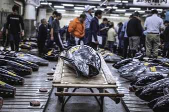 Tsukiji Wonderland