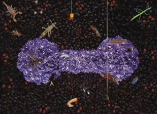 Peter Gabriel: Eve