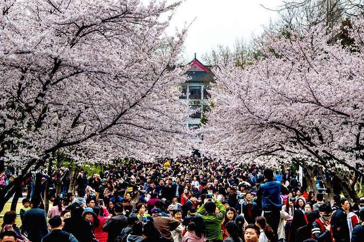 Giappone: celebre località cancella festival dei ciliegi in fiore a causa dei turisti maleducati