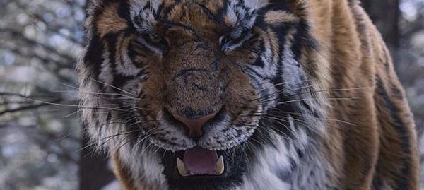 The tiger The tiger