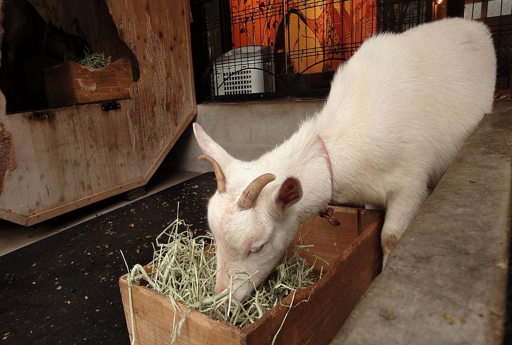 goat-eating-in-pen.jpg goat-eating-in-pen.jpg