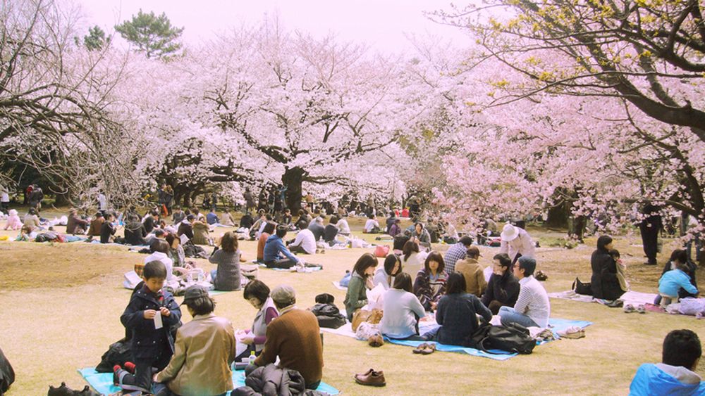 hanami2017