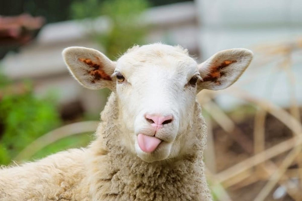 Bayonetta-Sheep-catherine-teaser.jpg Bayonetta-Sheep-catherine-teaser.jpg
