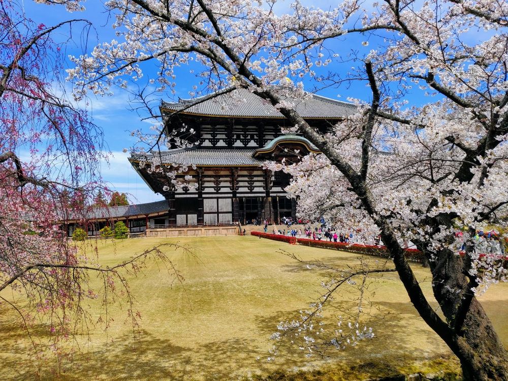 ViaggioAC Hanami2019