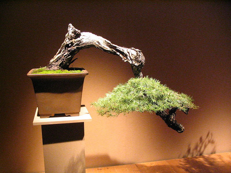 Bonsai, Partita Completa meditando e coltivando un albero in miniatura! 